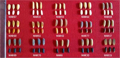 Genetic Architecture and Anthocyanin Profiling of Aromatic Rice From Manipur Reveals Divergence of Chakhao Landraces